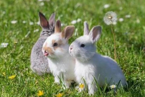 属兔跟属兔人是属于相同属相之间的配对.
