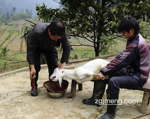 梦见要杀羊预示着什么 - 睡醒解梦