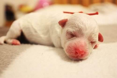 很多人都没见过刚刚出生的小奶狗让你开开眼可爱的小生命