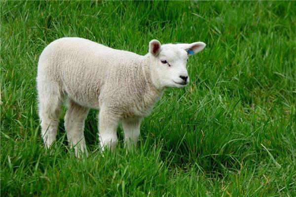 生肖有十二种,每年轮换,那1967年出生的属什么属相呢?属羊.