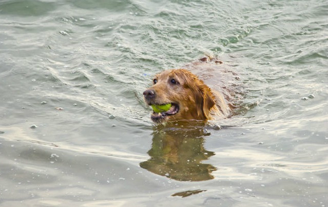 如果你掉进水里,你认为哪只狗狗会救你,网友,我还得救图4