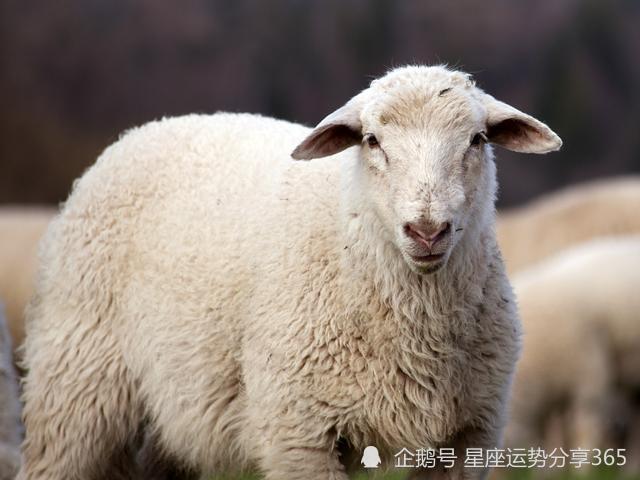 七月   在2023农历七月,属羊人的财运不是特别好,他们这个月需要