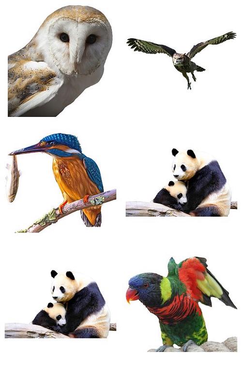 猫头鹰熊猫和鹦鹉免抠素材设计