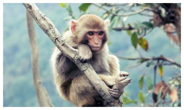生肖猴68年的猴一生的运势 生肖猴68年的猴一生的运势如何