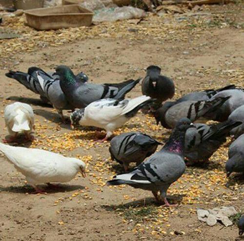 广东省广州市南沙区土鸽子 农家散养鸽子现杀,烤鸽烧鸽首选