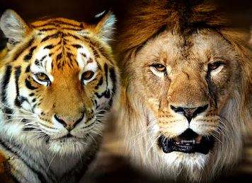 梦见老虎狮子 梦见老虎狮子豹子是什么预兆