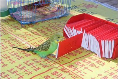 宠物图片_高清图_细节图-北京灵鸟叼签加盟黄鸟叼签批发(个体经营)