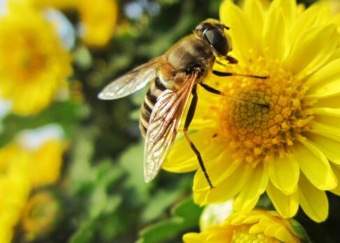 梦见蜜蜂 梦见蜜蜂缠身是什么预兆