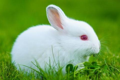 2023年属兔的运势如何 2023年属兔人的全年运势如何样