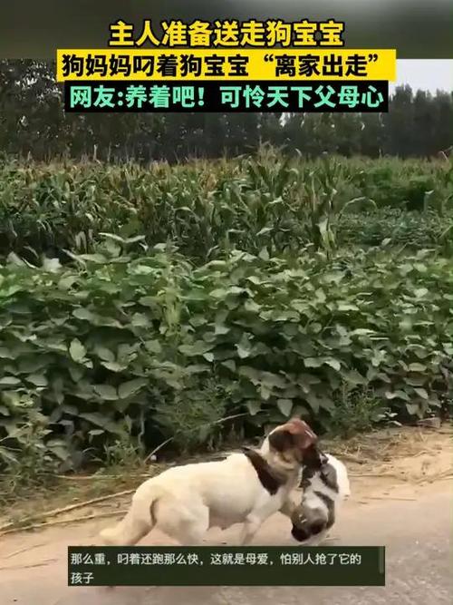 主人准备送走狗宝宝,狗妈妈叼着狗宝宝