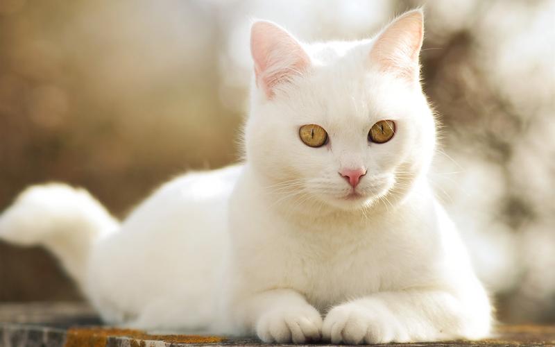 梦见白猫 梦见白猫入怀很温顺