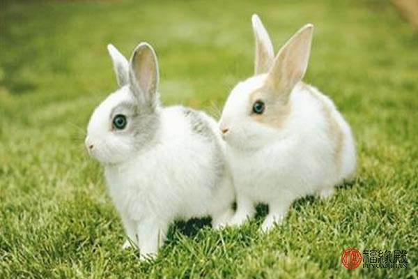 87年属兔的婚姻与命运 1987兔命里有几个孩子