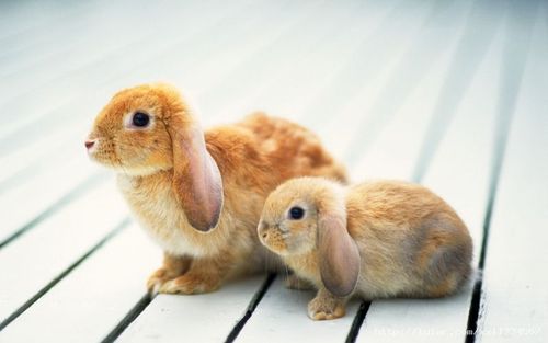 大兔子和小兔子图片