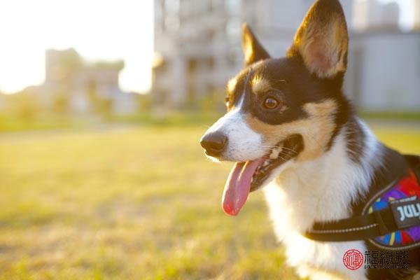 94年属狗女有几次婚姻 属狗婚姻怎样