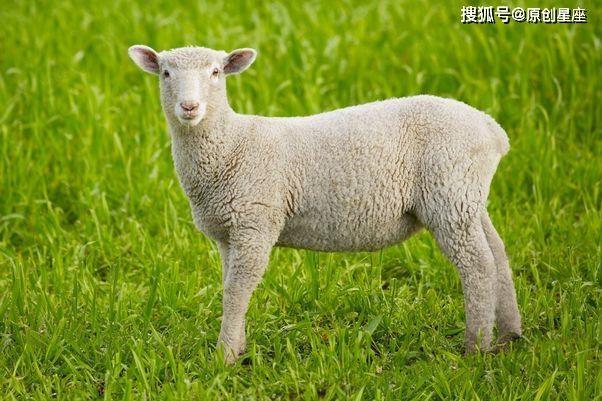 属羊在2023年运程丁未羊2023年运程四十八岁 失群之羊 五行属水丁未羊