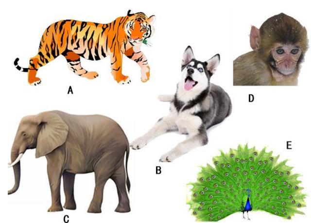心理测试:带5种动物去森林,你会舍弃谁1秒看出你最在乎什么