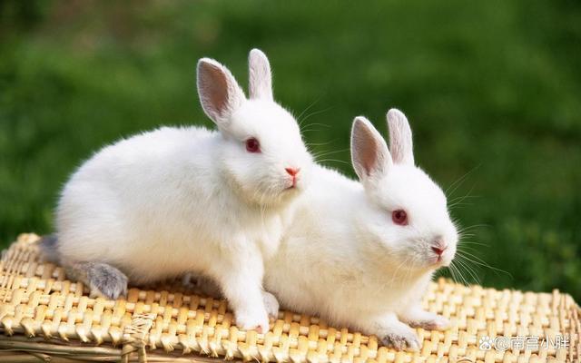 大兔子和小兔子的爱情故事之小兔子霸占了大兔子的面条