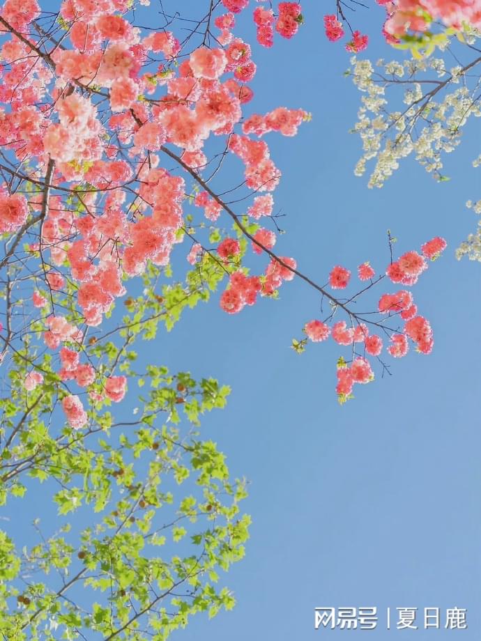 天秤座今曰运势查询(天秤座今日运势查)