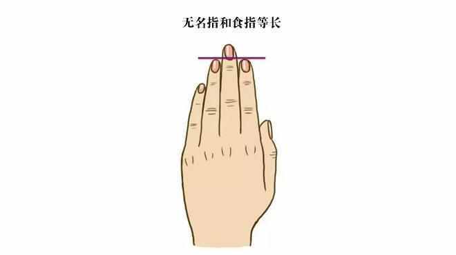 无名指和食指等长若无名指的长度和食指相等,并且修长笔直,紧贴中指