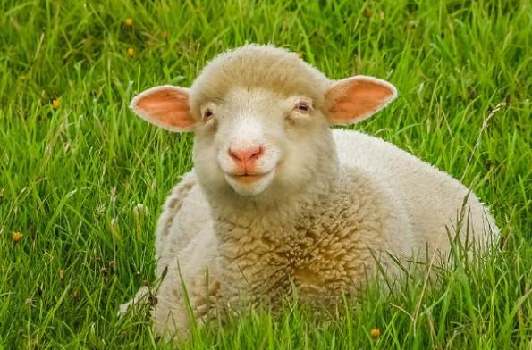 生肖属羊的出生在这些年份,此生从不为钱烦恼,财多福厚享不尽