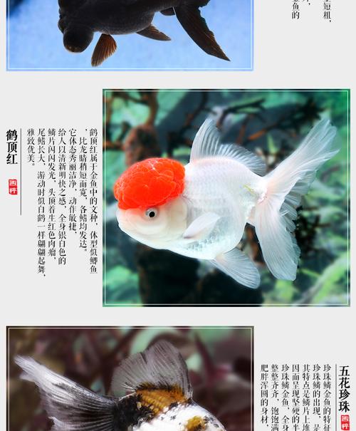 琅河水族观赏鱼小金鱼活体冷水鱼活鱼蝶尾泰狮子头龙睛顶红黑龙睛79cm