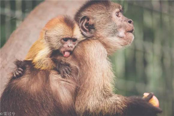 上海动物园白额卷尾猴家族自带神表情猴宝宝出生添新丁