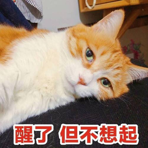 醒了但不想起猫咪猫咪想起表情