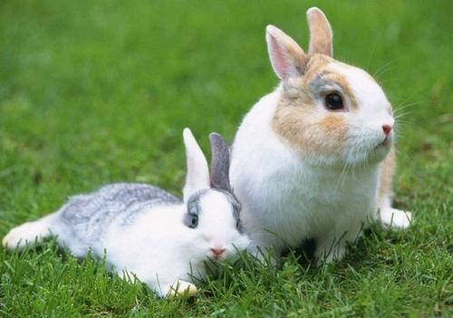 大兔子和小兔子的爱情故事之小兔子提前下了车