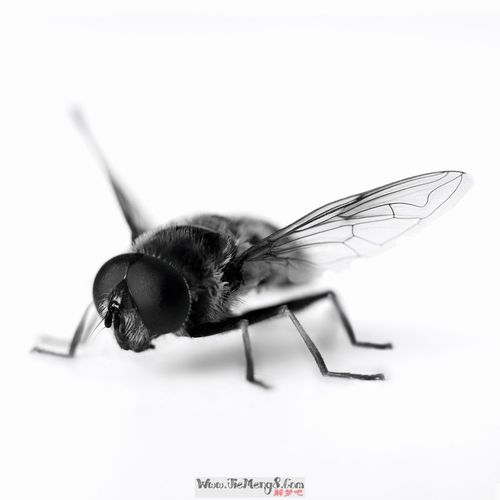 智慧型机器人对 周公解梦 梦见蚊子 苍蝇的解答: 出自: 梦见很多苍蝇