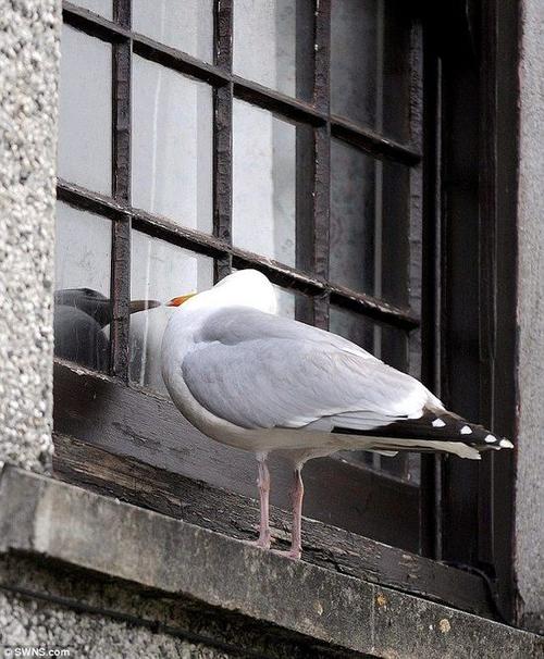 霸道海鸥敲居民窗户觅食不达目的不罢休(图)