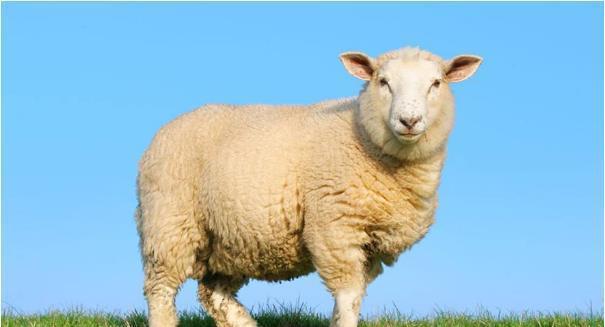 91年属羊女的和什么属相最配2023年1991年生肖属羊人
