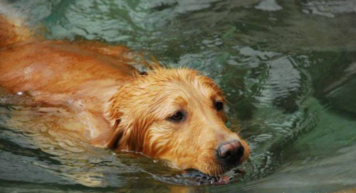 假如你掉进河里,你觉得哪只狗狗会救你,网友,图4是不可能的