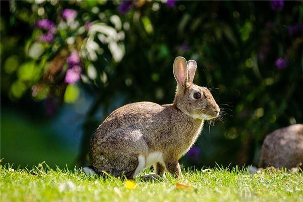 生肖属相多有影响生活之顺,那么2023年属兔人财运与运程如何呢?