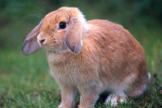 运势测算2023年兔子 属兔的人2023年运势