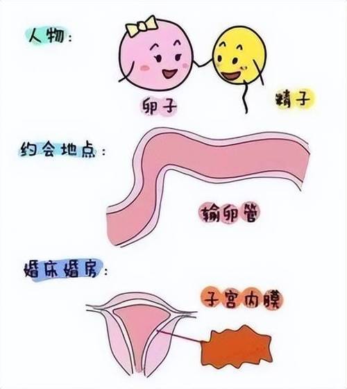 排卵期同房的3个小方法提高怀孕的几率你知道吗