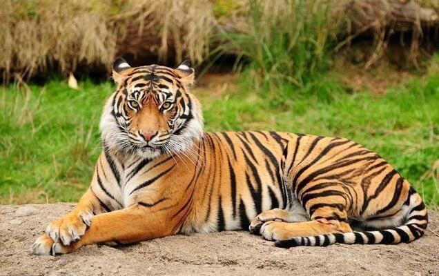 属虎的今年多大 属虎的今年多大了2023年